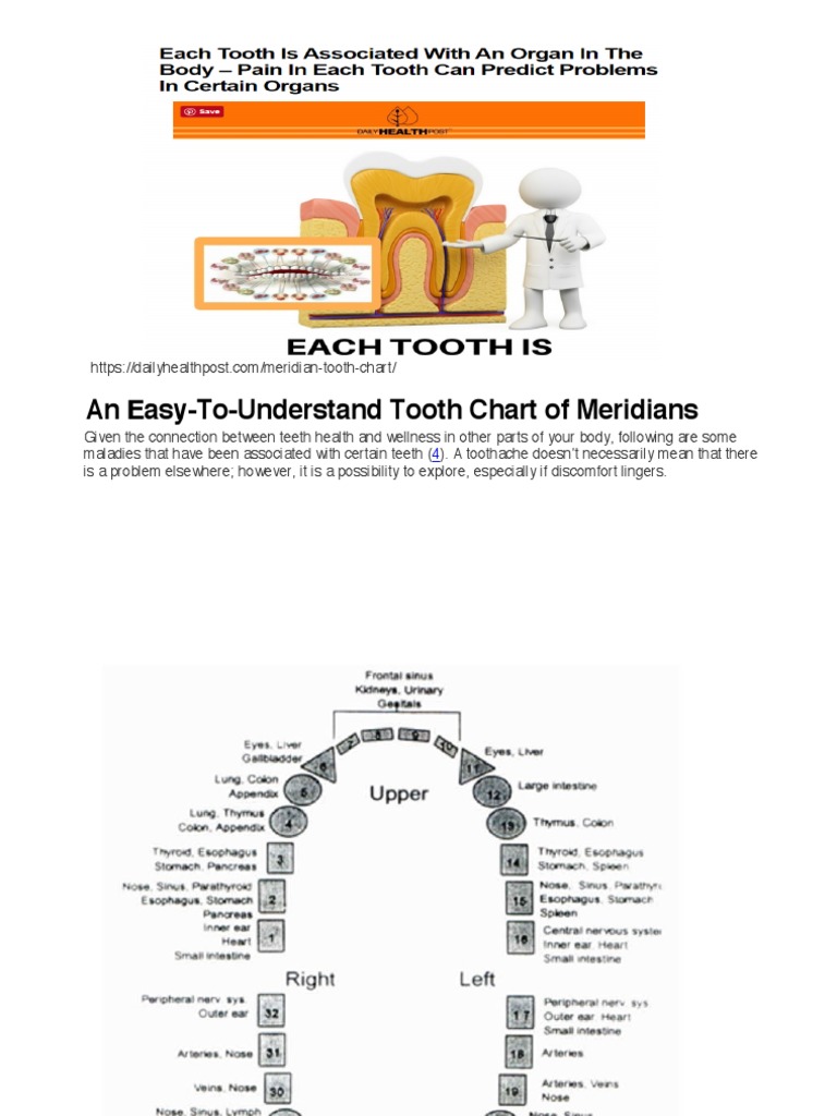 Tooth Chart of Meridians PDF Dentistry Tooth