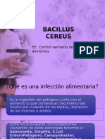 280565635 Bacillus Cereus