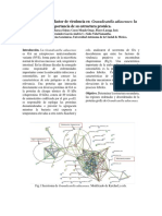 GroES Un Posible Factor de Virulencia en Granulicatella Adiacenses