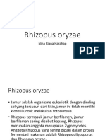 Rhizopus Oryzae