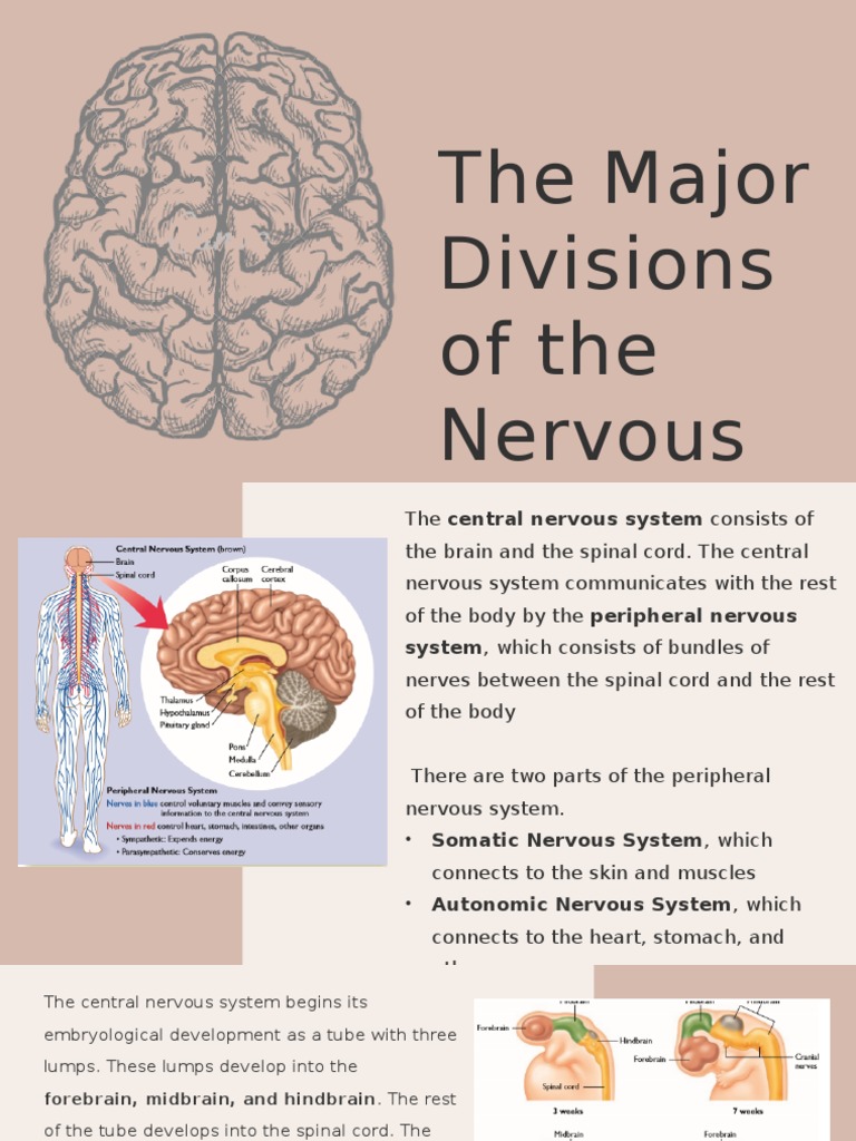 Major Divisions of the Nervous System | PDF | Cerebral Cortex ...