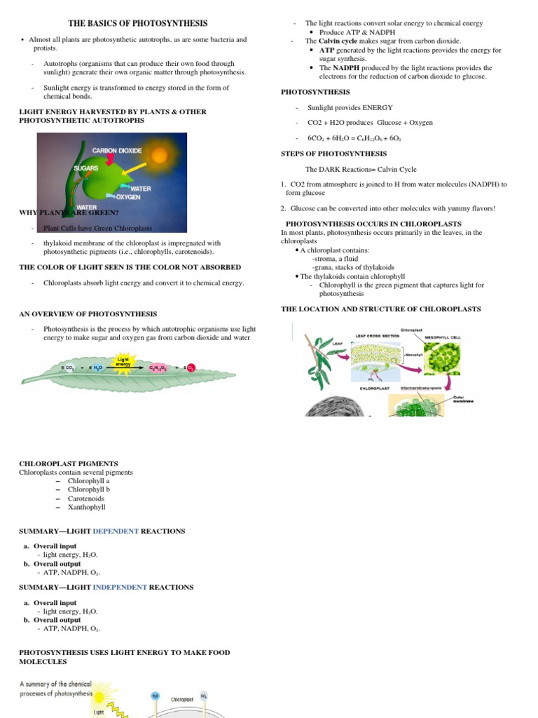 Overview of Photosynthesis Process | PDF | Photosynthesis | Chloroplast