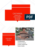 CACHAMA