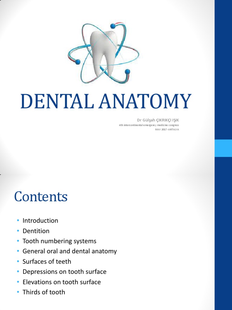 Dental Anatomy PDF Dental Anatomy Human Tooth