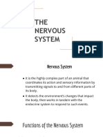 Nervous System REPORT 1