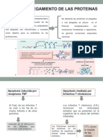 Mal Plegamiento de Proteinas