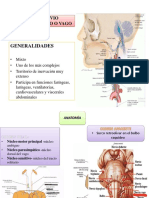 X Par. Nerviogástrico o Vago: anatomía, trayecto y ramos