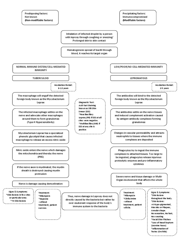 Pathophysiology of Hansen's Disease | PDF | Leprosy | Immune System