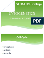 Cell Cycle (Mitosis)