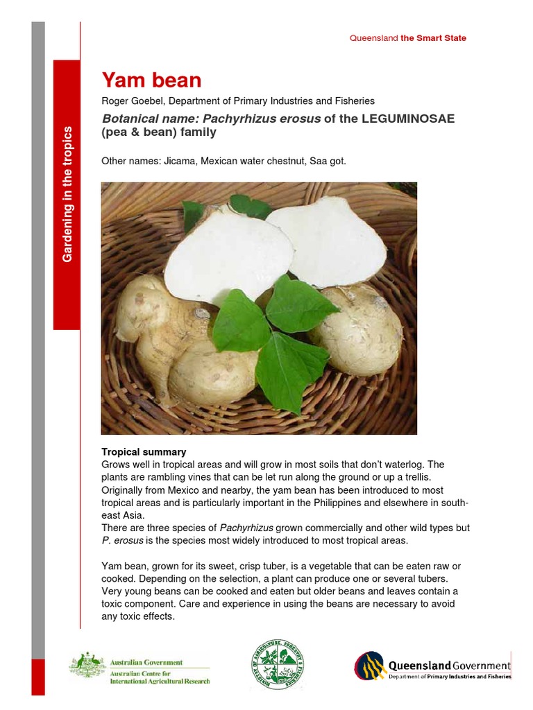 Yam Bean PDF Bean Seed