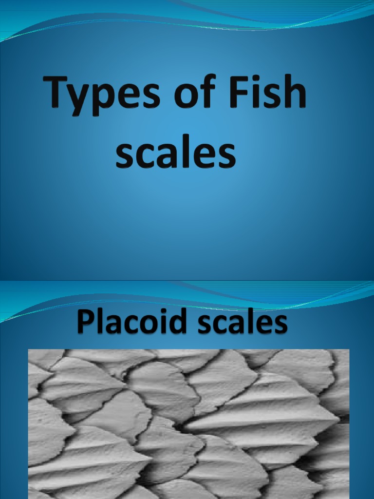 Types of Fish Scales Explained | PDF