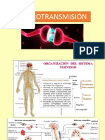 Neurotransmision