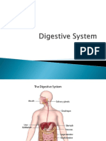 Digestive System