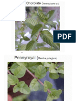 plantas de menta.pdf