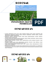 Projek Proposal Jagung