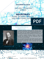 Neuronas y neurotransmisores: anatomía y fisiología humana