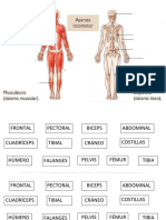 Maqueta-Aparato Locomotor