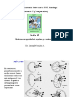 012-2011 AV2-Urogenital Eq y Rum PDF