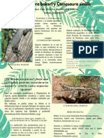 Ctenosaura Bakeri y Ctenosaura Similis PDF