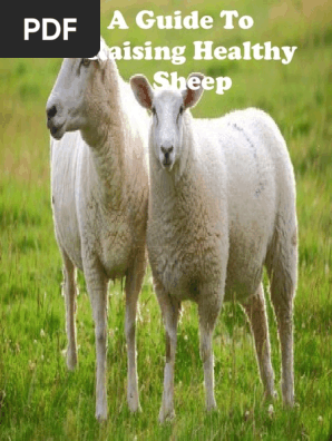 A Guide to Raising Healthy Sheep
