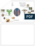 MAPA de Ideas PDF
