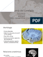 Anatomía Del Cerebelo