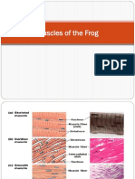 Muscles of The Frog