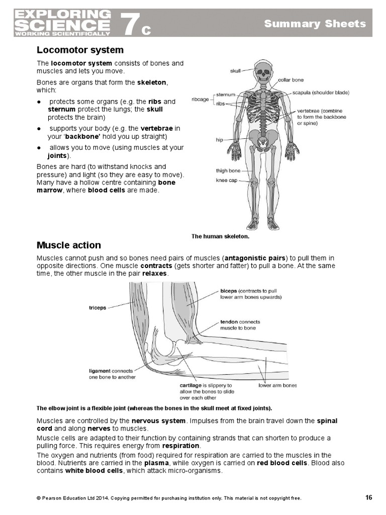 7c Summary Sheets | PDF | Lung | Circulatory System