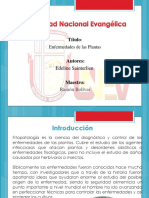 DIAPOSITIVA AGRONOMIA ENFERMEDADES.pptx