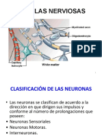 Neuronas PDF