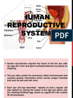 Male Reproductive Organ