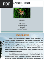 Fish Morphology and Body Classification | PDF | Fish | Aquatic Organisms