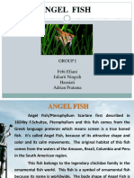Top 10 Angel Fish Types