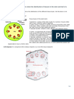 Xylem PDF