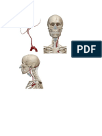 recorrido arteria carotida externa y fascial.docx