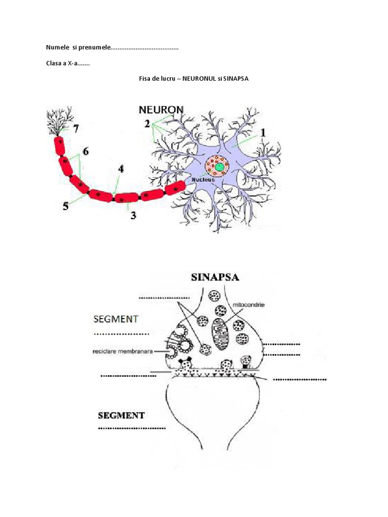 Fisa de Lucru Neuronul | PDF