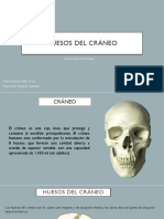 Huesos Del Cráneo Islas-Guzmán