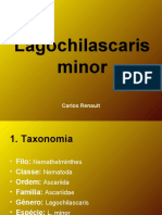 Lagochilascaris e Toxocara
