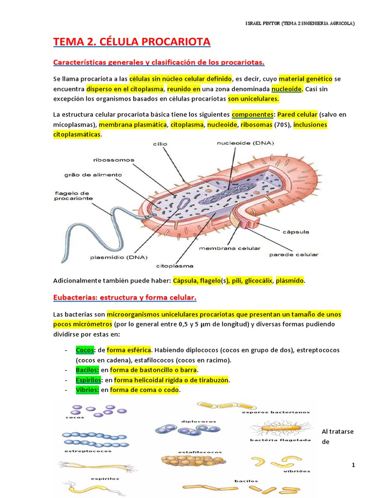 Célula Procariota | PDF | Las bacterias | Pared celular