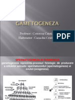 Gametogeneza