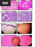 Histology Practical Exam