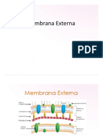 6 Membrana Externa