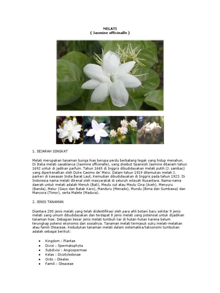Budidaya Tanaman Melati Budidaya Tanaman Melati