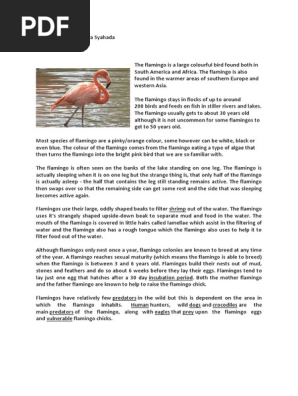 Flamingo Report Text.docx