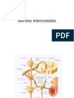 Nervios Intercostales