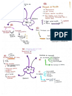 Mapas de Dir. Constitucional