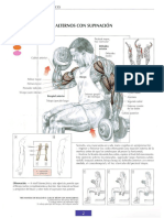 Guia de Ejercicios de Musculatura