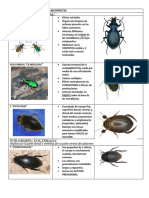 Coleotera - Taxonomia - Completa Elmer Oficial para Imprimir