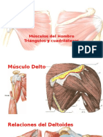 Copia de Músculos Del Hombro