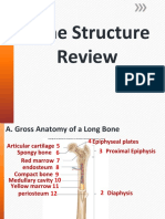 7 Bone Structure Labeling Review 1